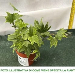 Discount 1 VÄXTA AV EDERA HELIX VARIEGATA KRUKA 9CM klätterväxt vägg pergola Trädgårdsväxter