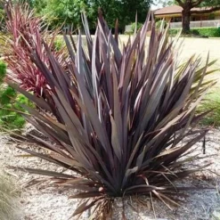 Discount 1 VÄXTA AV PHORMIUM TENAX PURPUREUM I KRUKA 24CM, UTOMHUSVÄXTER, EVIGGRÖN Trädgårdsväxter