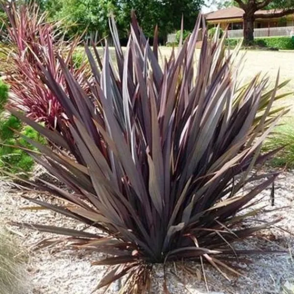 Discount 1 VÄXTA AV PHORMIUM TENAX PURPUREUM I KRUKA 24CM, UTOMHUSVÄXTER, EVIGGRÖN Trädgårdsväxter