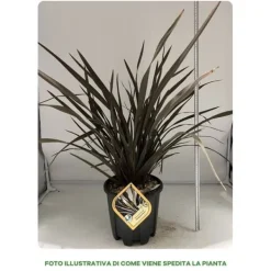 Discount 1 VÄXTA AV PHORMIUM TENAX PURPUREUM I KRUKA 24CM, UTOMHUSVÄXTER, EVIGGRÖN Trädgårdsväxter