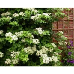 1 VÄXTA HORTENSIA HYDRANGEA ANOMALA PETIOLARIS KÄRL 17CM Klättrande