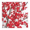 1 VÄXTA ILEX VERTICILLATA BONFIRE I KRUKA 17CM, UTOMHUSVÄXTER, FÄLLANDE