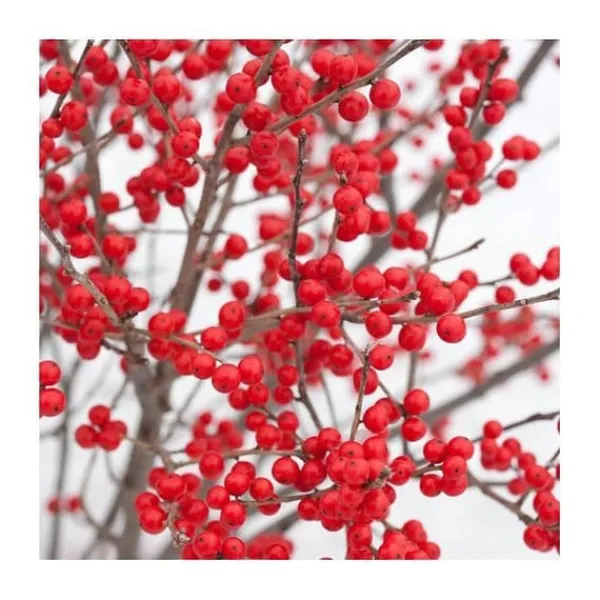 1 VÄXTA ILEX VERTICILLATA BONFIRE I KRUKA 17CM, UTOMHUSVÄXTER, FÄLLANDE