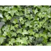 1 VÄXTER AV RANKA I HÄNGANDE KORG 15CM ALWAYS GREEN