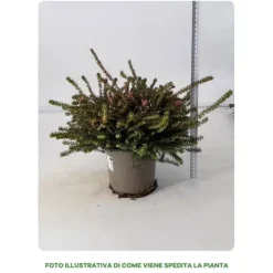 1 VÄXTER ERICA DARLEYENSIS I SKÅL 15 CM ASSORTERADE FÄRGER, UTOMHUSVÄXTER, FJÄDERGRÖN, BALKONBLUMMAR