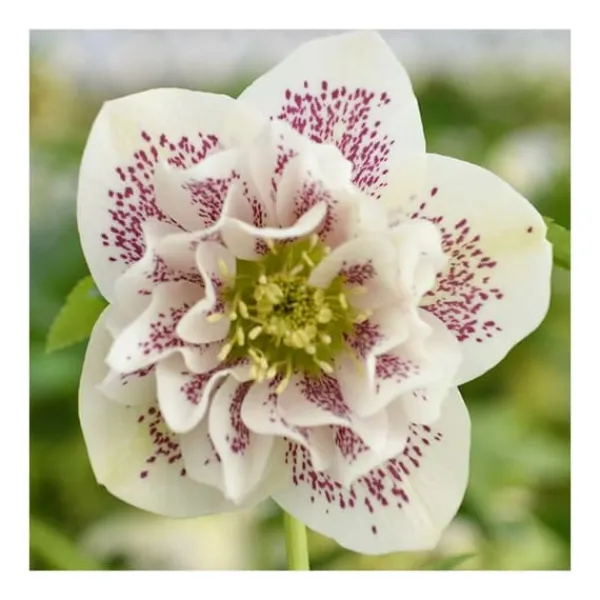 1 VÄXTER HELLEBORUS ORIENTALIS PEARL BIANCO I 14CM KRUKA, UTEMEDEL, STÄNDIGGRÖN, BALKONGBLOMMAR
