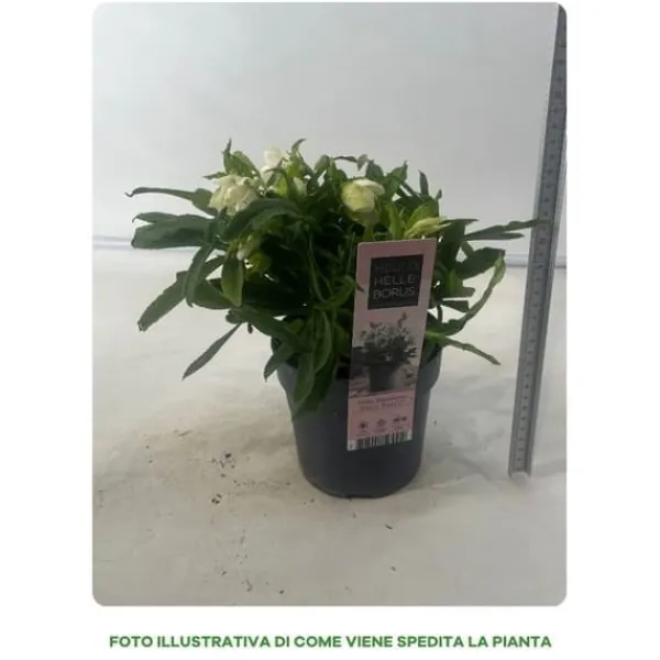 1 VÄXTER HELLEBORUS ORIENTALIS PEARL BIANCO I 14CM KRUKA, UTEMEDEL, STÄNDIGGRÖN, BALKONGBLOMMAR