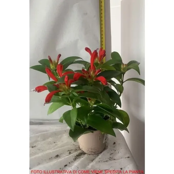 Online 1 VÄXTHUS AESCHYNANTHUS CARINA KRUKA 11CM Krukväxter Inomhus