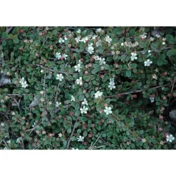 1 VÄXTHUS COTONEASTER COTOGNASTRO DAMMERI STREIB'S FINDLING KRUKA 12CM Eviggrön