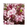 New 1 VÄXTI AV GAURA KRUKA 14CM Blommor