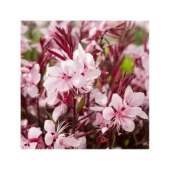 New 1 VÄXTI AV GAURA KRUKA 14CM Blommor