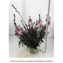 New 1 VÄXTI AV GAURA KRUKA 14CM Blommor