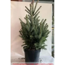 1 VÄXTLING AV SILVERGRAN I KRUKA 32CM DVÄRGNÅL