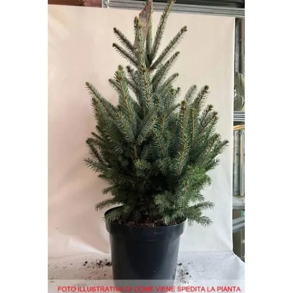 1 VÄXTLING AV SILVERGRAN I KRUKA 32CM DVÄRGNÅL