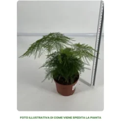 Clearance 1 VÄXTPLAN ELLER ASPARAGUS PLUMOSUS KRUKA 12CM inomhus asparagina Krukväxter Inomhus