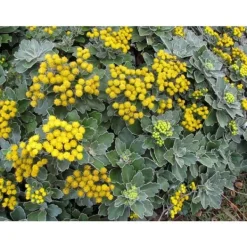 New 1 VÄXTS AJANIA PACIFIC GIALLA I KRUKA 10CM alltid gröna Krukväxter Inomhus