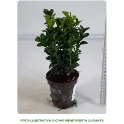 1 VÄXTS BUXUS SEMPERVIRENS KRUKA 8CM