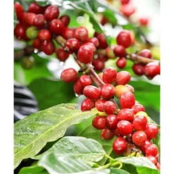 1 VÄXTS CAFEA ARABICA KAFFEVÄXT I KERAMIKKOPP ASSORTERADE FÄRGER 9CM