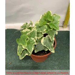 1 VÄXTS I EDERA WHITE WONDER I KRUKA 9CM klättrande inomhusplanta som renar luften