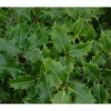 1 VÄXTS ILEX AQUIFOLIUM I KRUKA 17CM, VÄXTER FÖR UTOMHUS, EVIGGRÖN