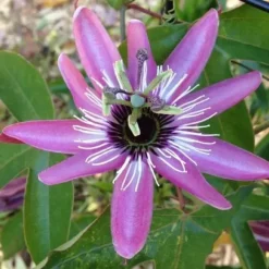 Discount 1 VÄXTS PASSIFLORA VICTORIA I KRUKA 17CM, UTOMHUSVÄXTER, KLOVARNAR Blommor
