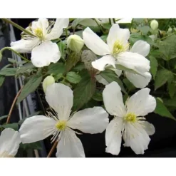 Clearance 1 VÄXTSKOTT AV CLEMATIS MONTANA GRANDIFLORA KRUKA 16CM CLEMATIS Trädgårdsväxter