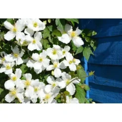 Clearance 1 VÄXTSKOTT AV CLEMATIS MONTANA GRANDIFLORA KRUKA 16CM CLEMATIS Trädgårdsväxter