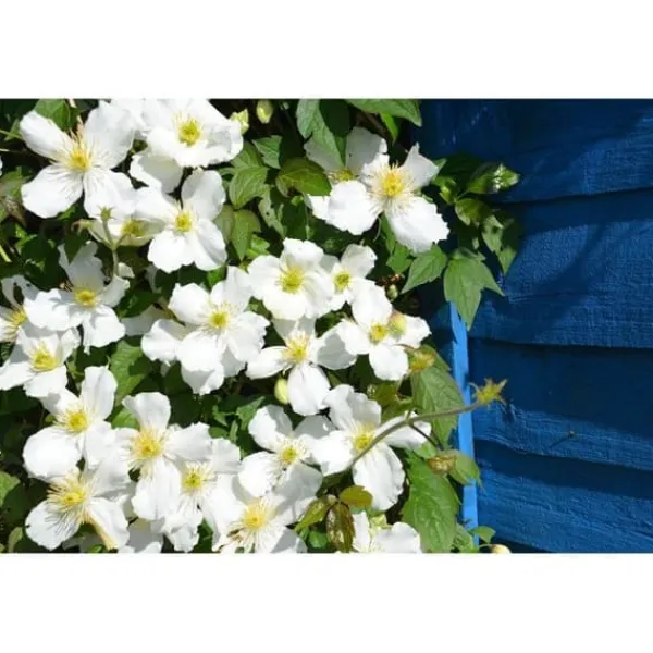 Clearance 1 VÄXTSKOTT AV CLEMATIS MONTANA GRANDIFLORA KRUKA 16CM CLEMATIS Trädgårdsväxter
