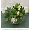 Sale 1 VÄXTSKOTT AV HELLEBORUS ICE N' ROSES EARLY WHITE ROSA DI NATALE KRUKA 15CM ELLEBORO PERENNE NATALE Krukväxter Inomhus