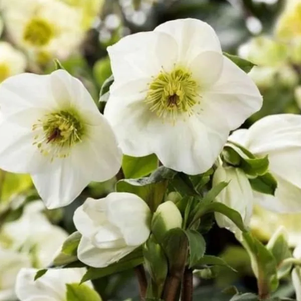 Sale 1 VÄXTSKOTT AV HELLEBORUS ICE N' ROSES EARLY WHITE ROSA DI NATALE KRUKA 15CM ELLEBORO PERENNE NATALE Krukväxter Inomhus