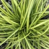 Online 1 VÄXTSLAG AV CAREX OSHIMENSIS EVERGOLD I KRUKA 17CM, UTVÄXT, GRÄNSVÄXTER, PERENNE, ALLTID GRÖN. Trädgårdsväxter