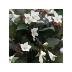 Hot 1 VÄXTTYP AV WEIGELA EBONY AND IVORY VAS 23CM LÖVFALLANDE Buskar