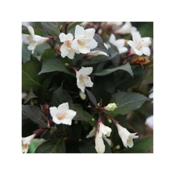 Hot 1 VÄXTTYP AV WEIGELA EBONY AND IVORY VAS 23CM LÖVFALLANDE Buskar