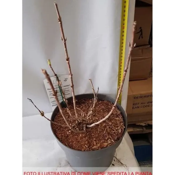 Hot 1 VÄXTTYP AV WEIGELA EBONY AND IVORY VAS 23CM LÖVFALLANDE Buskar