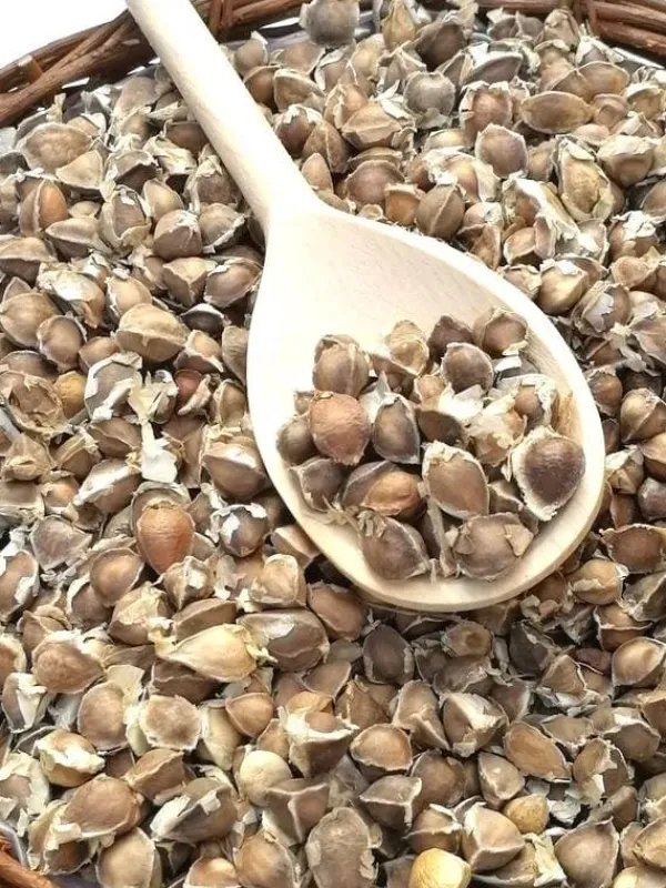Sale 110 x Moringa Oleifera Seeds hand Selected Finest Immune Quality NON-GMO Herb Fröer & Lökar
