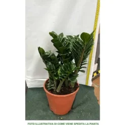 1 ZAMIAPLANTA ZENZI 21CM FÖR INOMHUSAPPARTEMANG