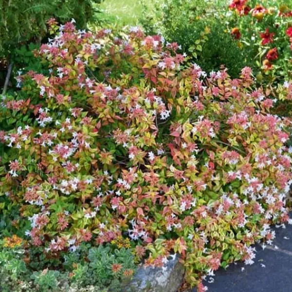 Sale ABELIA GRANDIFLORA KRUKA 18CM EVIGRÖNA OCH KLÄTTRANDE Buskar