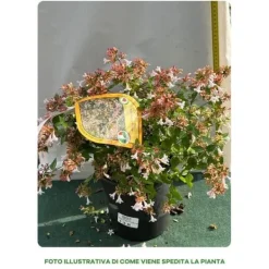 Sale ABELIA GRANDIFLORA KRUKA 18CM EVIGRÖNA OCH KLÄTTRANDE Buskar