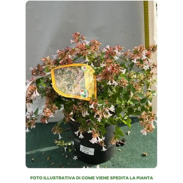 Sale ABELIA GRANDIFLORA KRUKA 18CM EVIGRÖNA OCH KLÄTTRANDE Buskar