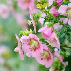 Afrikansk malva - Set om 6 - Anisodontea capensis - Höjd 25-40cm - ⌀9cm