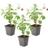 Clearance Afrikansk malva - Set om 3 - Anisodontea 'El Rayo' - Höjd 25-40cm - ⌀9cm Buskar