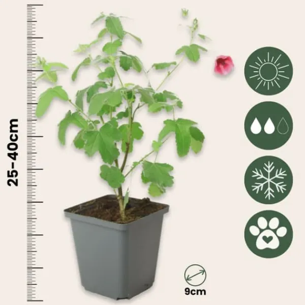 Clearance Afrikansk malva - Set om 3 - Anisodontea 'El Rayo' - Höjd 25-40cm - ⌀9cm Buskar