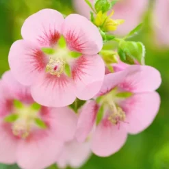 Clearance Afrikansk malva - Set om 3 - Anisodontea 'El Rayo' - Höjd 25-40cm - ⌀9cm Buskar