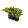 New Aglaonema Krukväxt Ø19cm, Höjd ca 60cm Krukväxter Inomhus