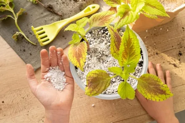 Online AGRO PERLITE BIOVITA 2-6 MM 10L ROTNING Jord & Sand