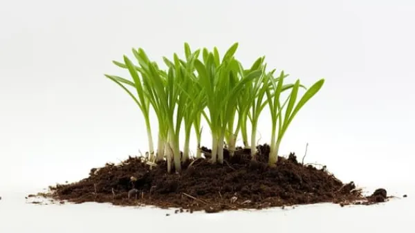 Online AGRO PERLITE BIOVITA 2-6 MM 10L ROTNING Jord & Sand