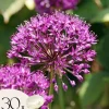 Discount Allium lökar - Set om 30 - Allium 'Purple Sensation' - Blomlökar - Purpur Fröer & Lökar