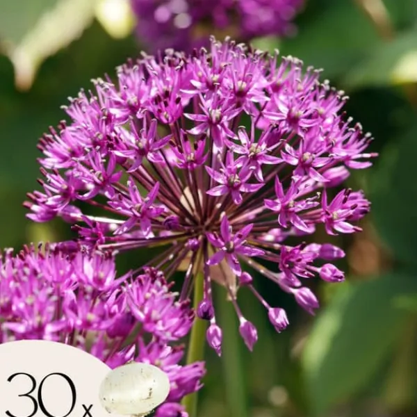 Discount Allium lökar - Set om 30 - Allium 'Purple Sensation' - Blomlökar - Purpur Fröer & Lökar