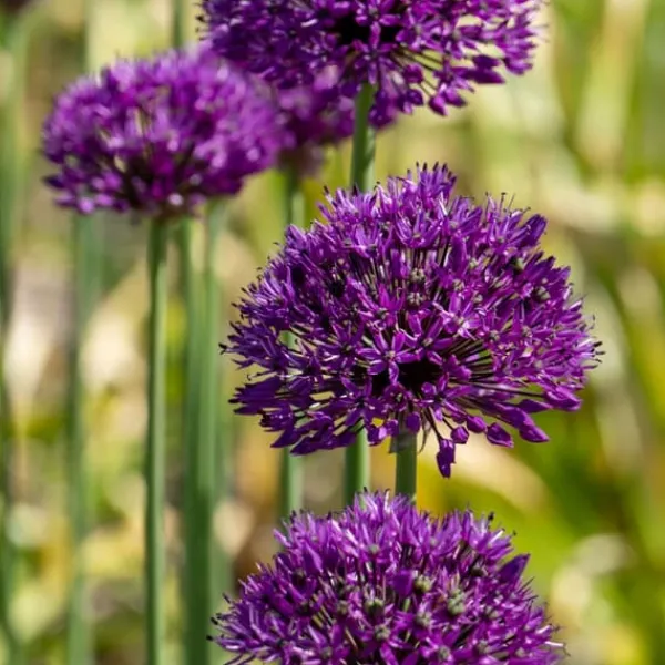 Discount Allium lökar - Set om 30 - Allium 'Purple Sensation' - Blomlökar - Purpur Fröer & Lökar