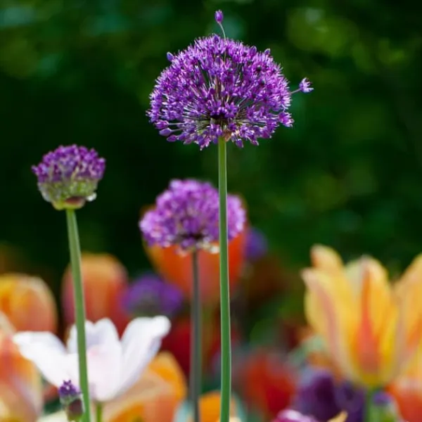 Discount Allium lökar - Set om 30 - Allium 'Purple Sensation' - Blomlökar - Purpur Fröer & Lökar
